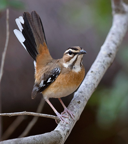 Bearded Scrub-Robin